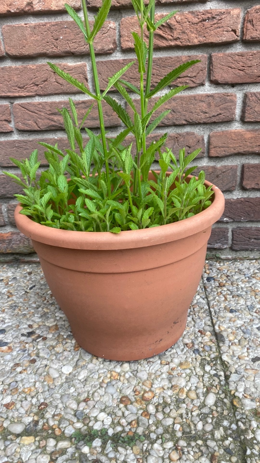 Verbena bonariensis, Rond, Zo goed als nieuw, Minder dan 40 cm, Ophalen