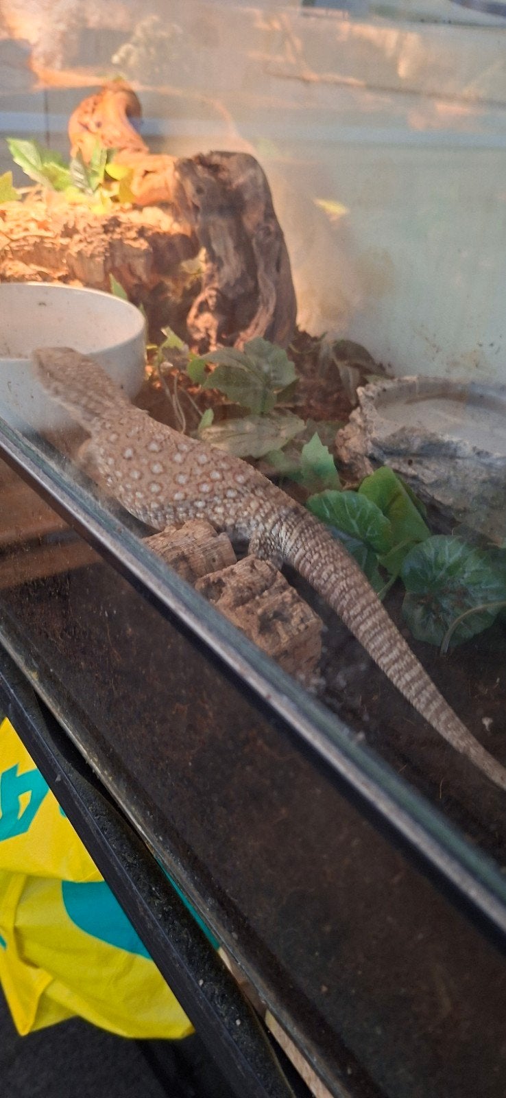 Varanus Exantematicus, nakweek, geboren 11-07-2026 Monitor Lizard photo 3