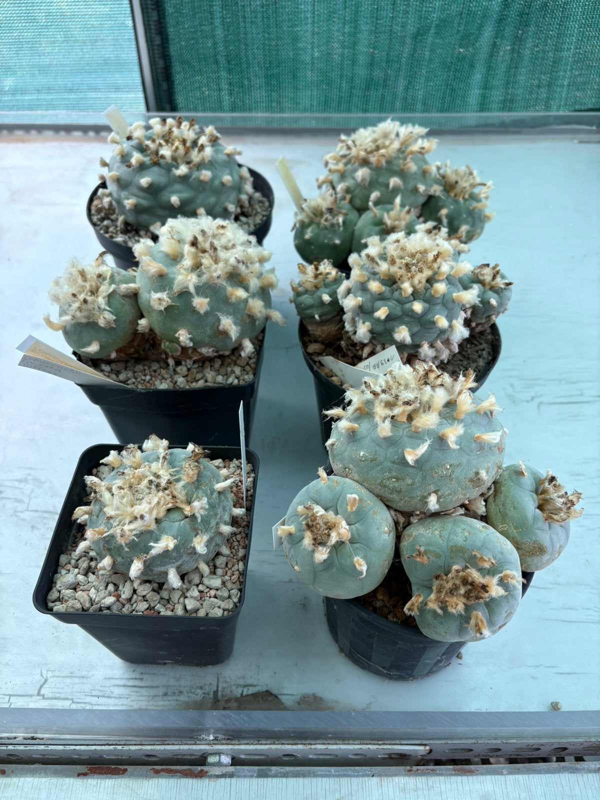6 mooie lophophora’s, Huis en Inrichting, Kamerplanten, Ophalen of Verzenden, Cactus, Halfschaduw, Minder dan 100 cm