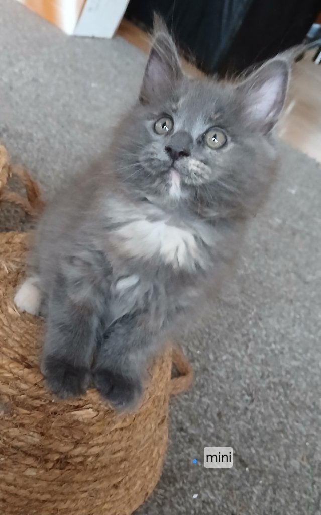 Maine coon Kittens  💖 nog 1 beschikbaar, Meerdere dieren, Ontwormd, 0 tot 2 jaar