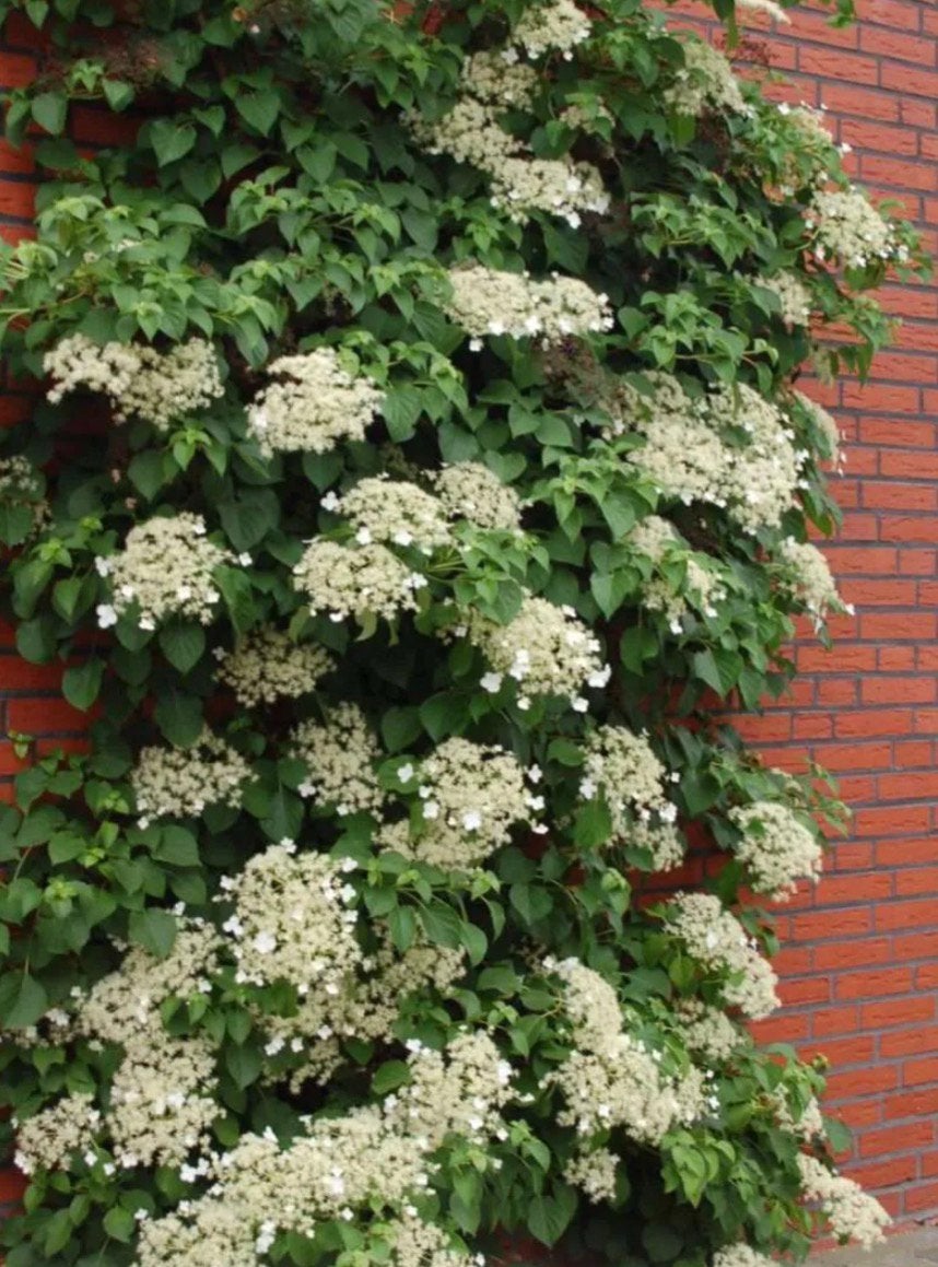Klimhortensia - Hydrangea anomala subsp. petiolaris, Tuin en Terras, Ophalen, Vaste plant, Halfschaduw, Klimplanten