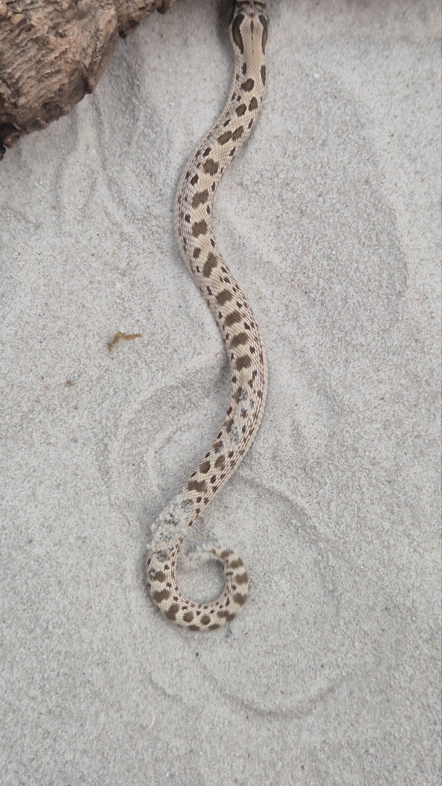 Haakneusslang het toffee Hognose Snake photo 3