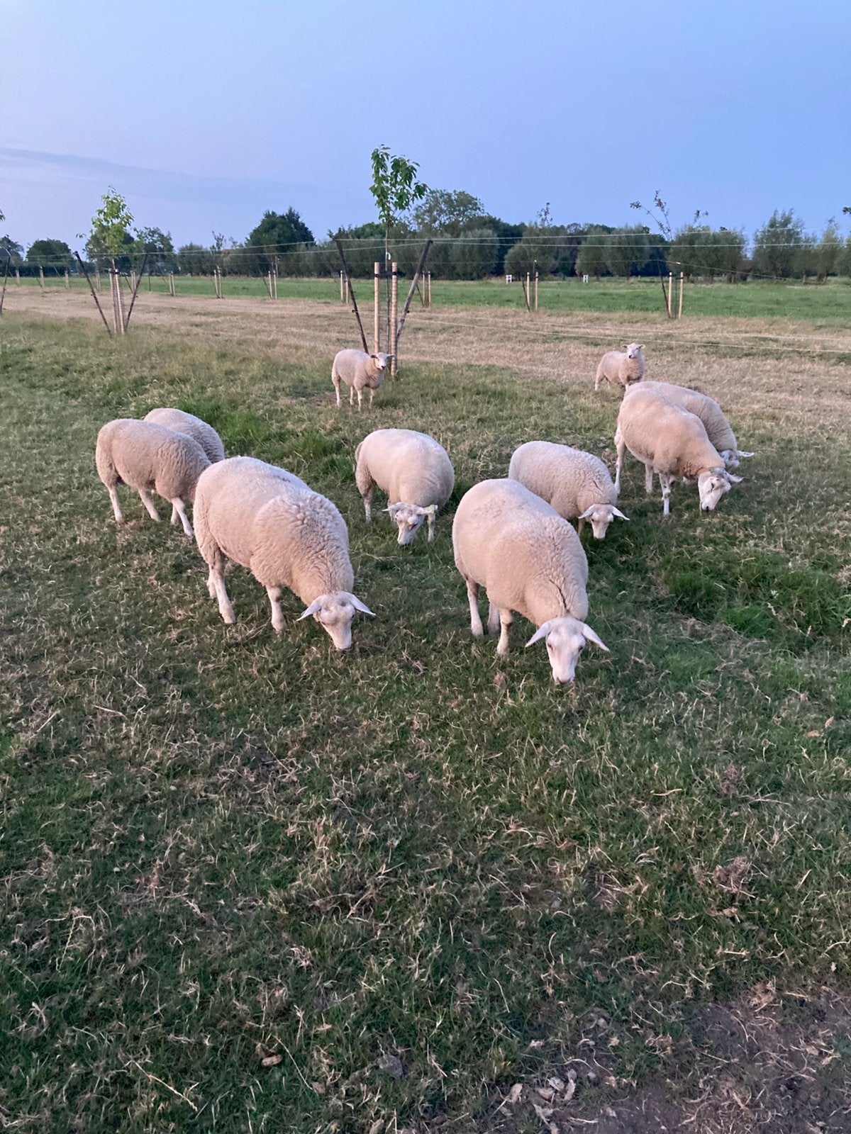 Swifter schapen, ooien en rammen, Meerdere dieren, Schaap