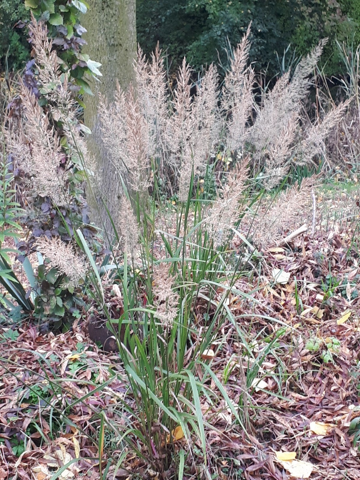 3 plant sierlijk diamantgras siergras calamagrostis brachyt, Ophalen, Volle zon, Vaste plant, Siergrassen