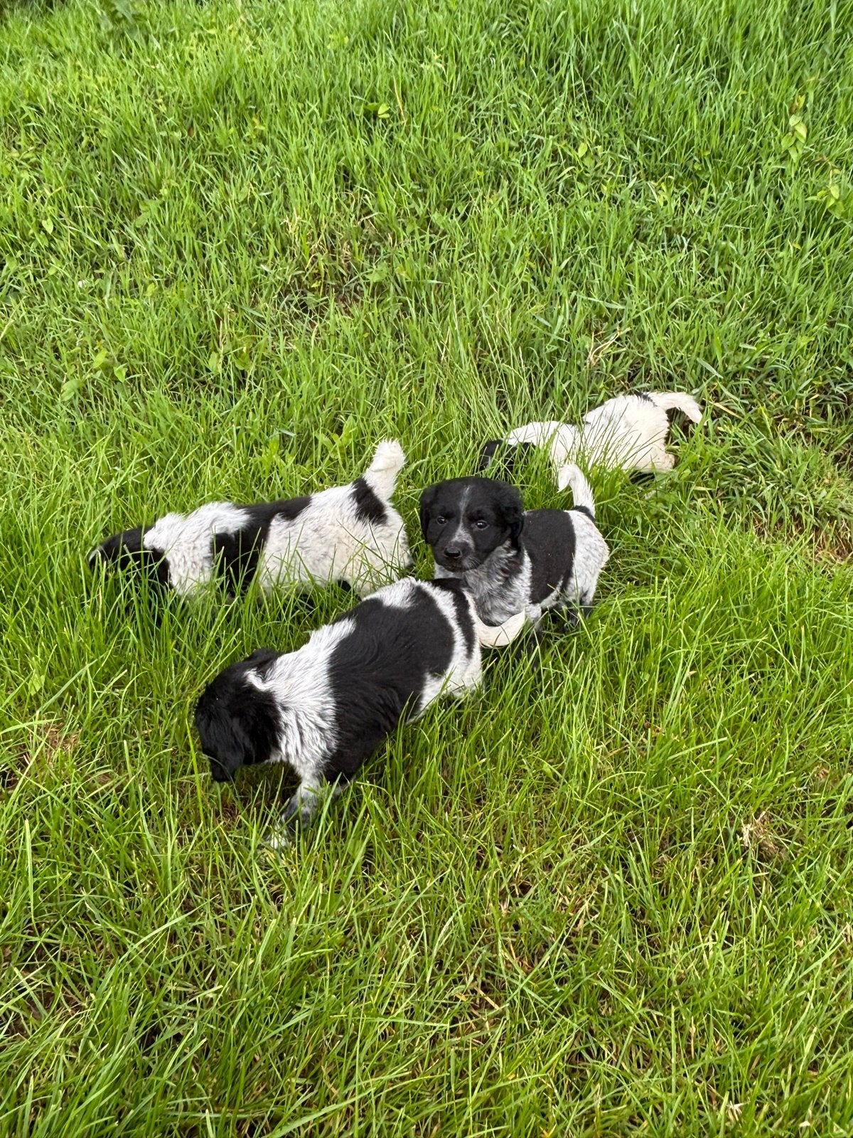 Ras echte friese stabij pups!, Dieren en Toebehoren, Parvo, Overige rassen, 8 tot 15 weken, Meerdere