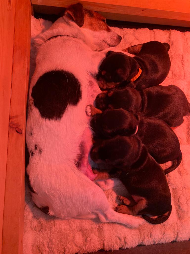 Black and tan Jack Russel pups, Dieren en Toebehoren, Jack Russell Terriër, 8 tot 15 weken, Parvo, Meerdere
