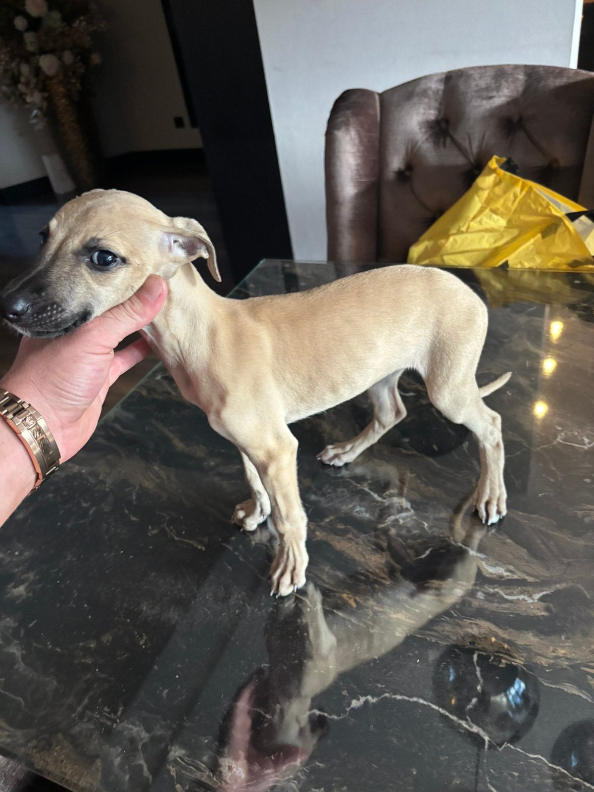 whippet windhond teef pup moederhond aanwezig, Parvo, Overige rassen, 8 tot 15 weken, Teef