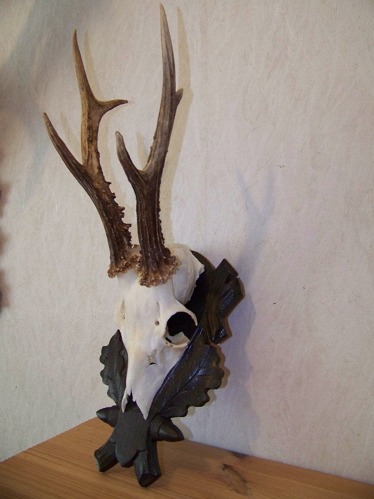 groot ree gewei, Ophalen of Verzenden, Zo goed als nieuw, Hert, Gewei of Kop