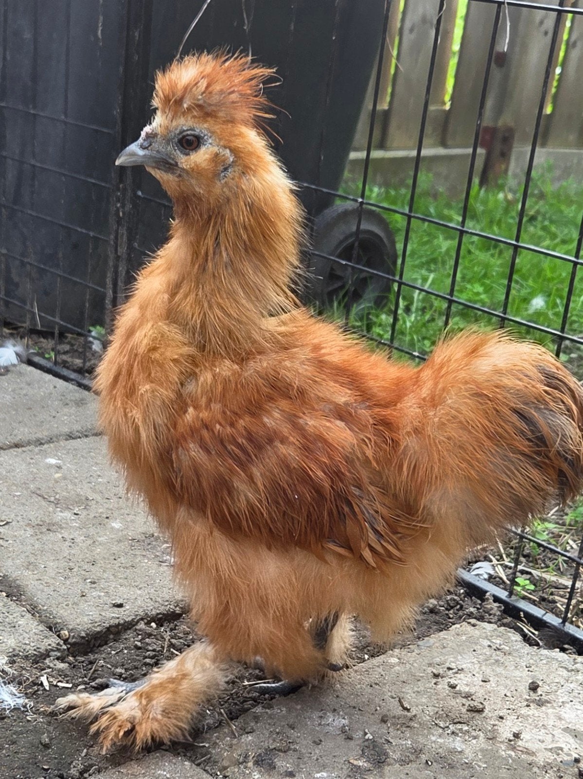 Zijdehoen hanen wit en buff, Dieren en Toebehoren, Mannelijk, Kip