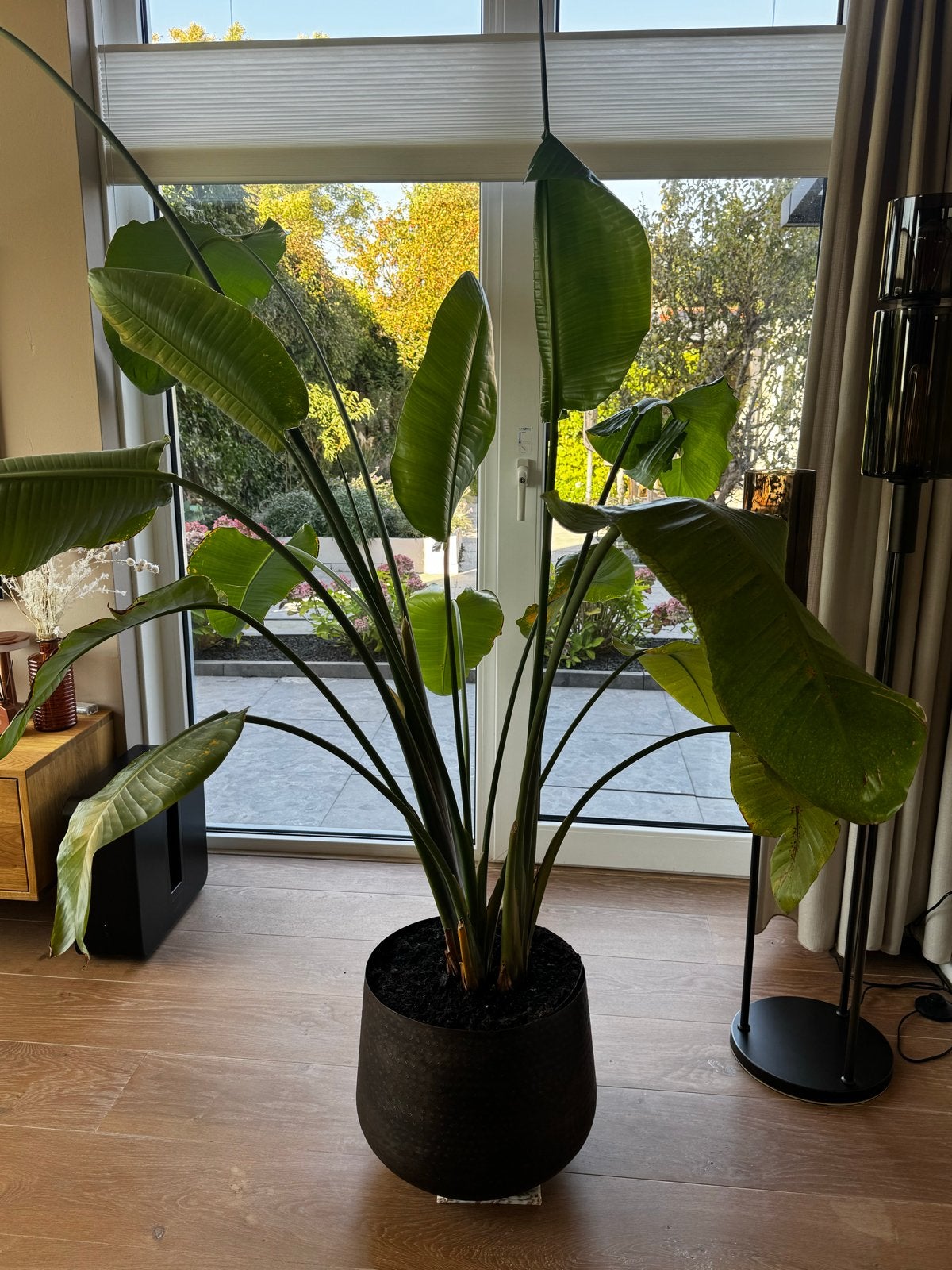 Grote Strelitzia (Paradijsvogelplant) - ca. 180 cm hoog, Huis en Inrichting, Ophalen, Overige soorten, Halfschaduw, In pot