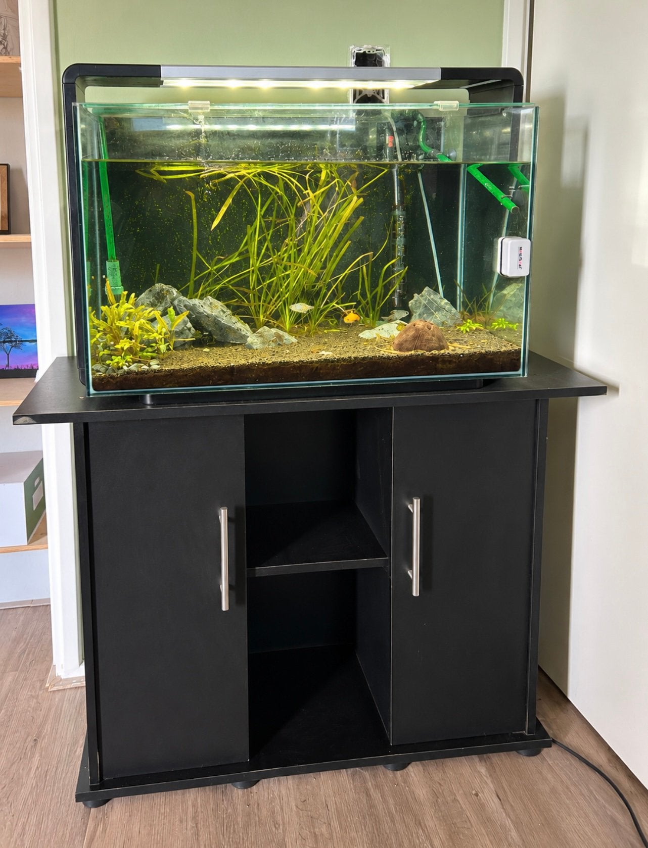 Aquarium 110 L, gratis op te halen, Dieren en Toebehoren, Ophalen, Inclusief vissen, Gebruikt, Gevuld zoetwateraquarium