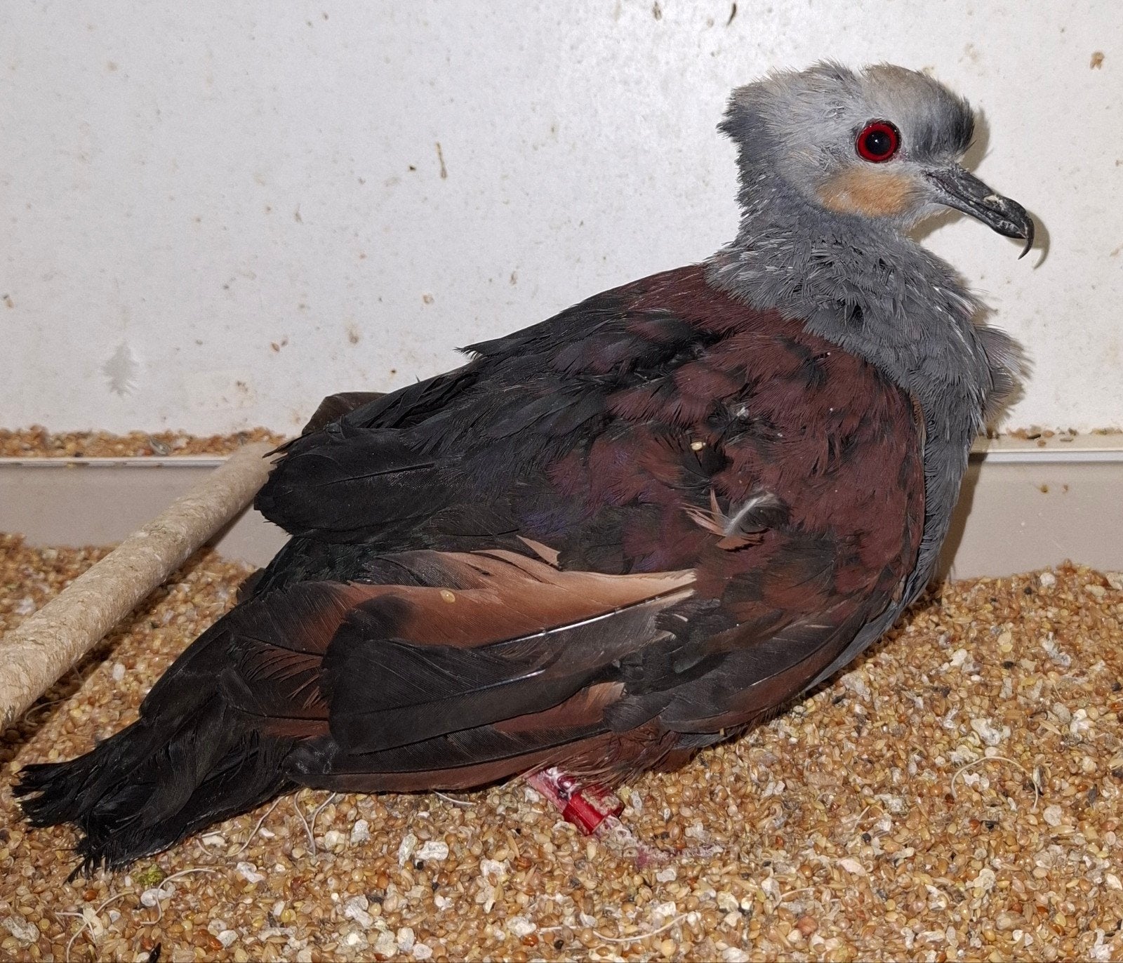 jamaica grondduif doffer, Dieren en Toebehoren, Vogels | Duiven, Mannelijk, Postduif