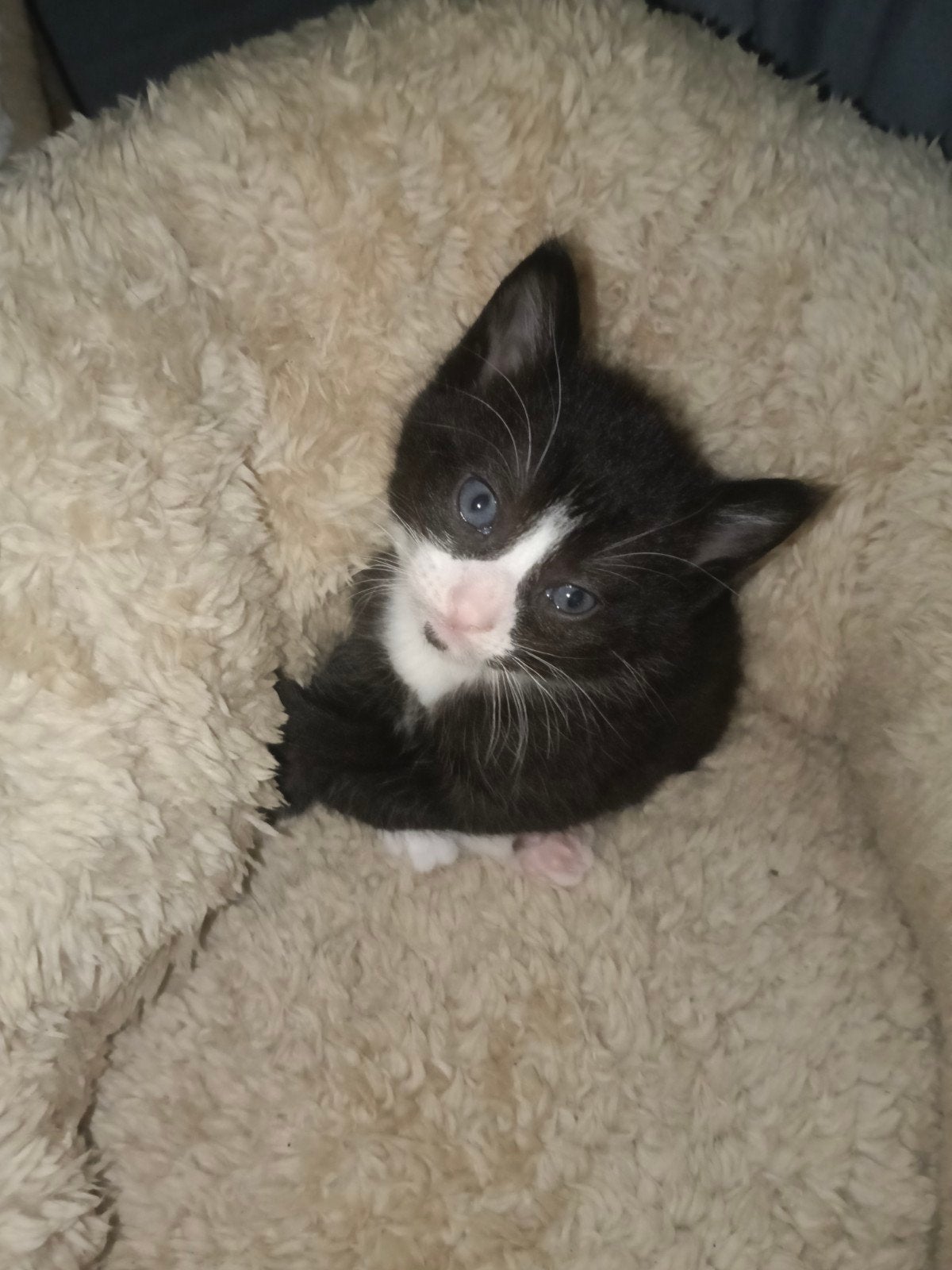 leuke kitten beschikbaar, Meerdere dieren, 0 tot 2 jaar