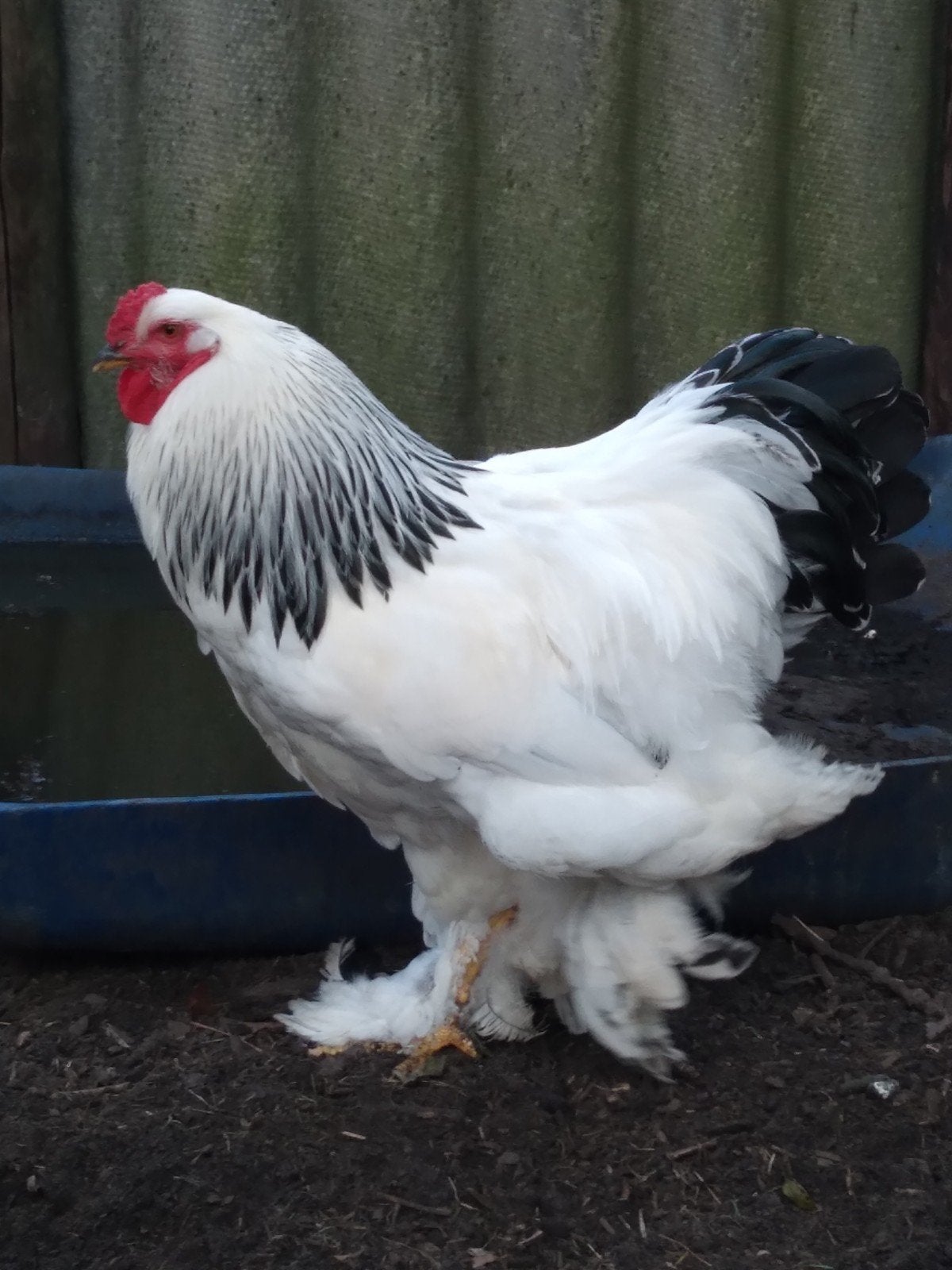Brahma haan, Dieren en Toebehoren, Pluimvee, Mannelijk, Kip