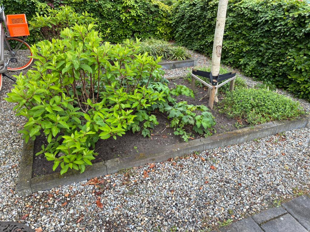 Vaste planten en 1 boom in  stenen bakken, Ophalen, Laurier