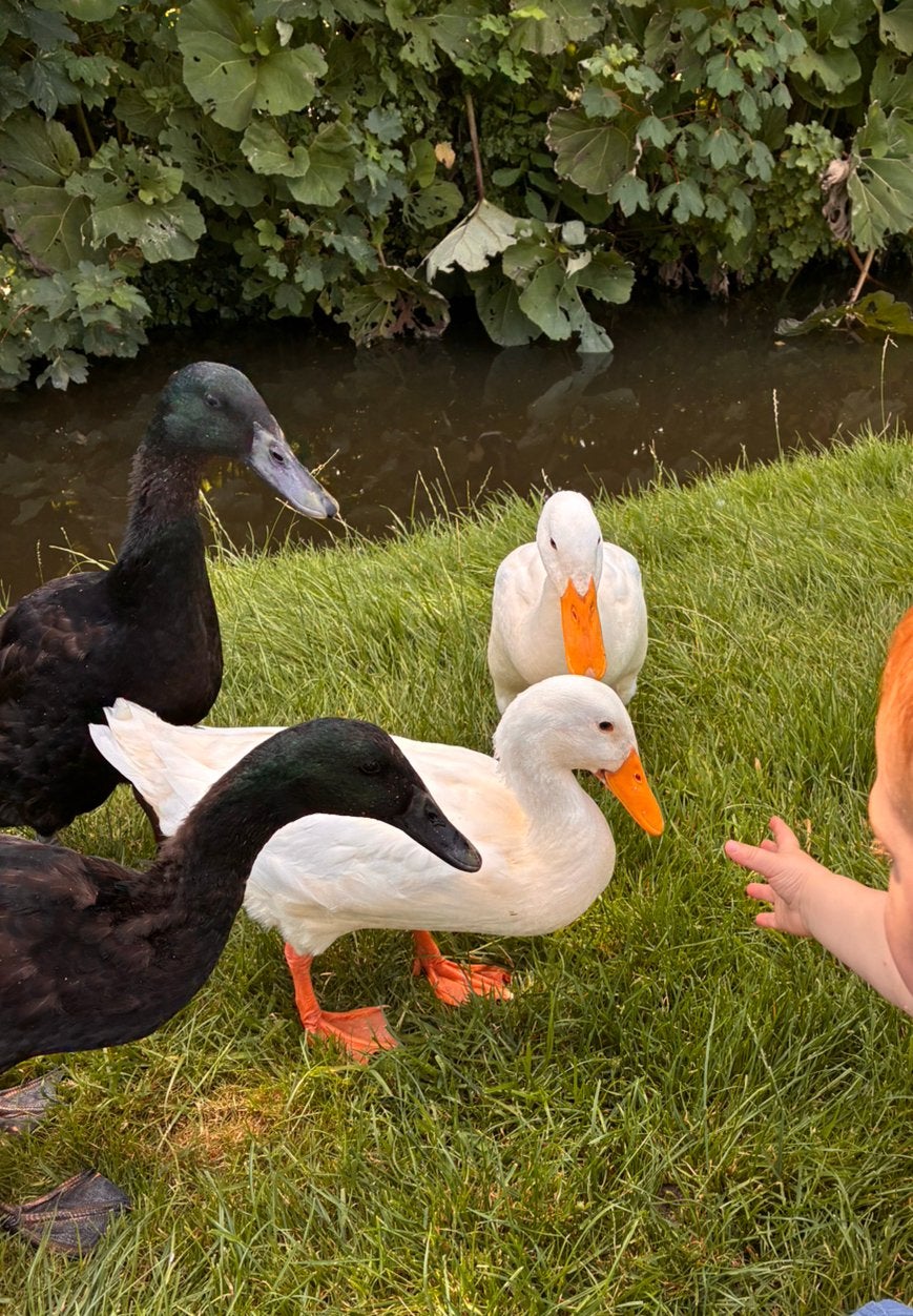 4 handtamme loopeenden, Dieren en Toebehoren, Meerdere dieren, Eend