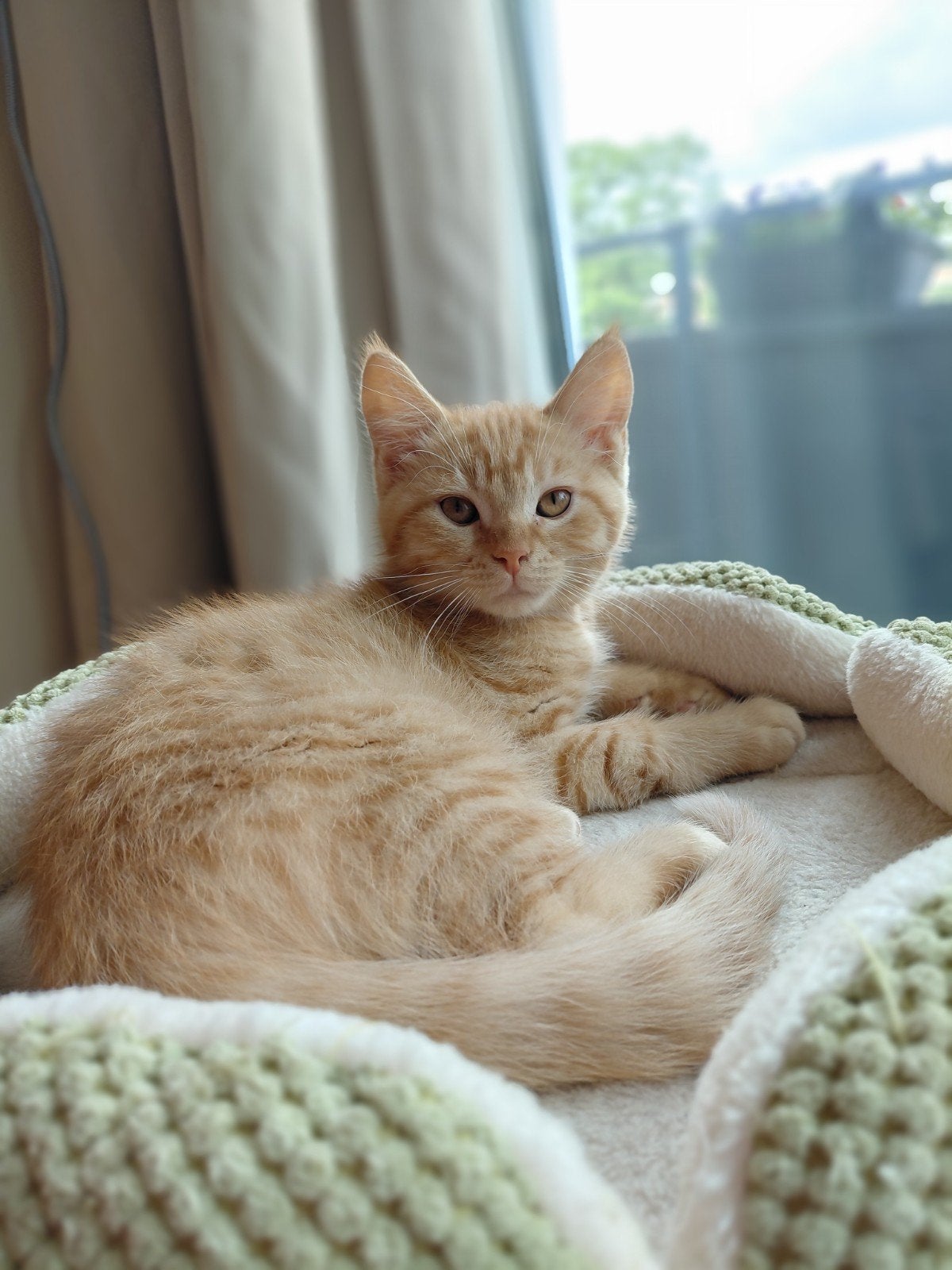 Katertje Mag direct verhuizen, krijgt de bouw van Maine Coon, Kater, Gechipt
