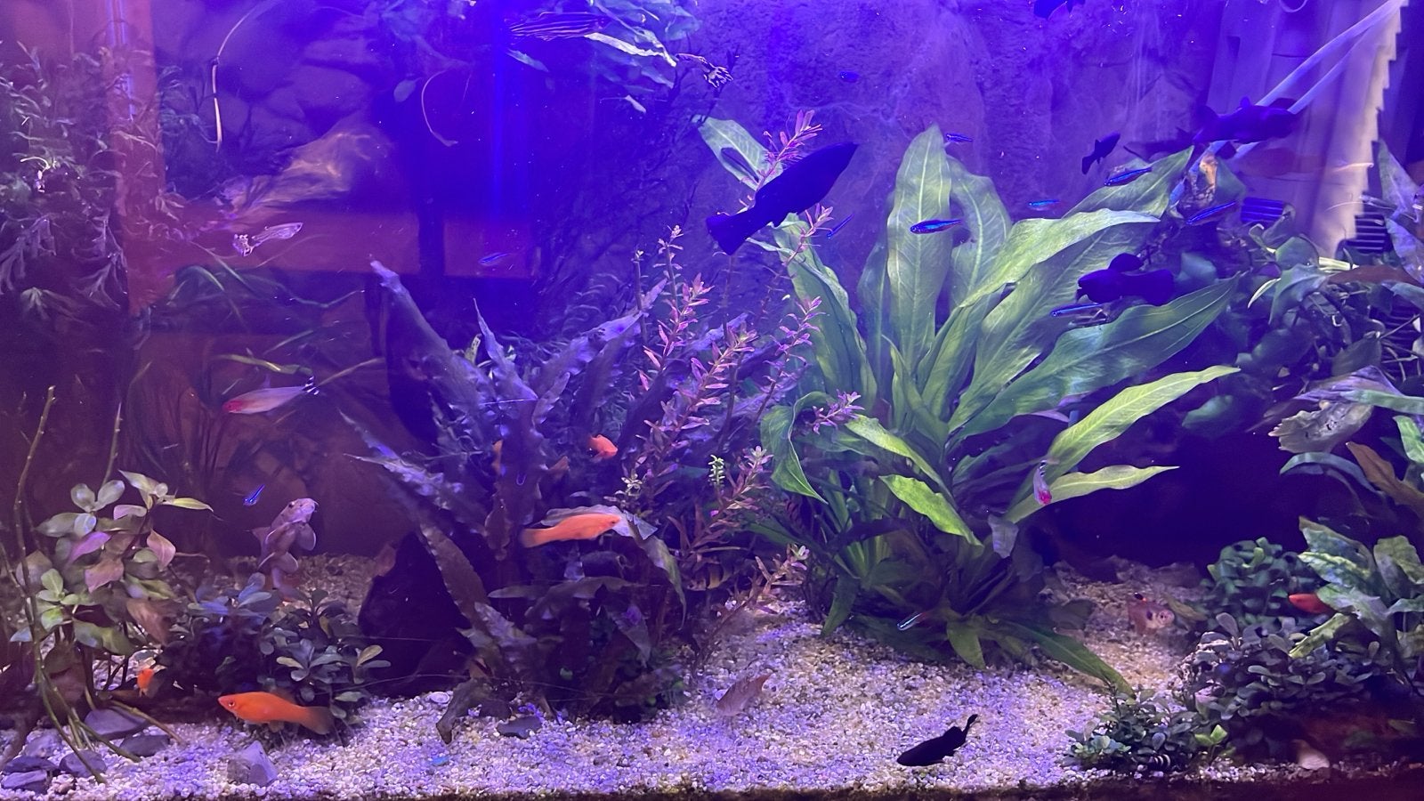 Gezocht aquarium vissen tropisch, Vis