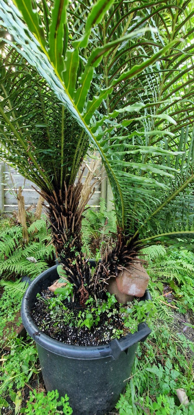 Dwergboomvaren blechnum gibbum te koop, Vaste plant, Bloeit niet, Halfschaduw, Ophalen