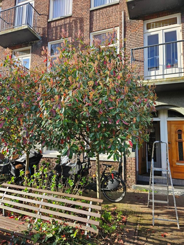 Glansmispel/ pothinia, Ophalen, Halfschaduw, Overige soorten, Lente