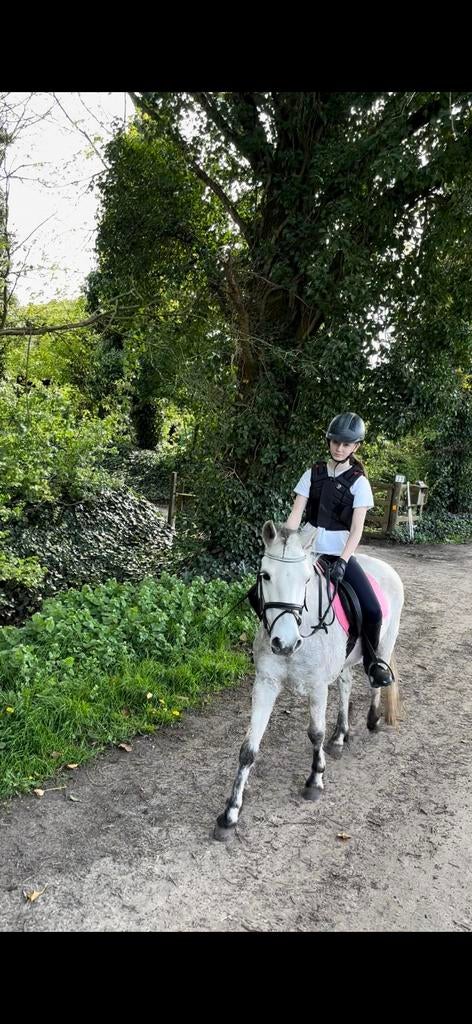 C spring pony Connemara x Welsh Ruin, Dieren en Toebehoren, Pony's, B, Ruin, Springpony, C pony (1.27m tot 1.37m)