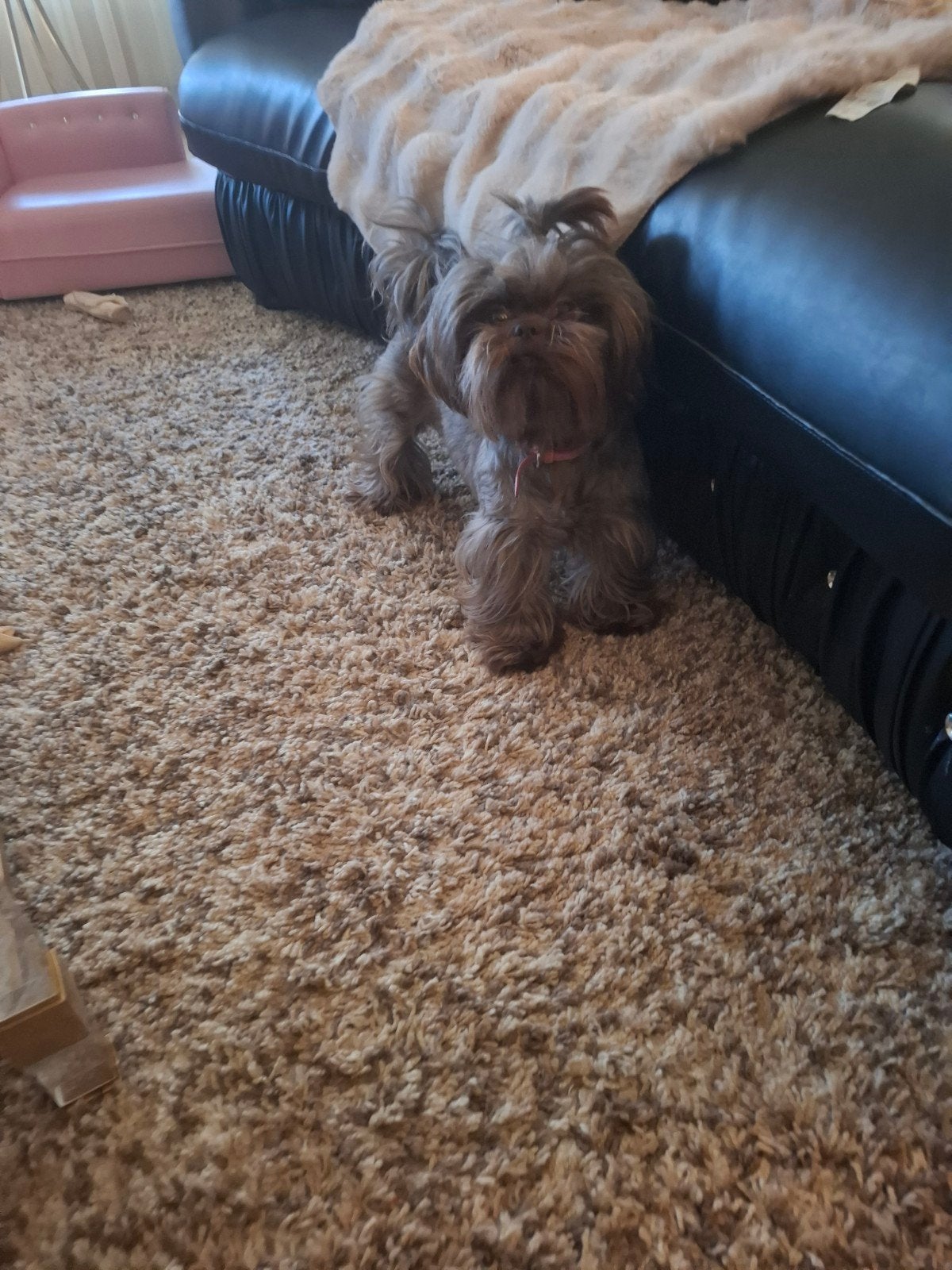 lief shih tzu teefje, CDV (hondenziekte), Overige rassen, Teef, Eén hond