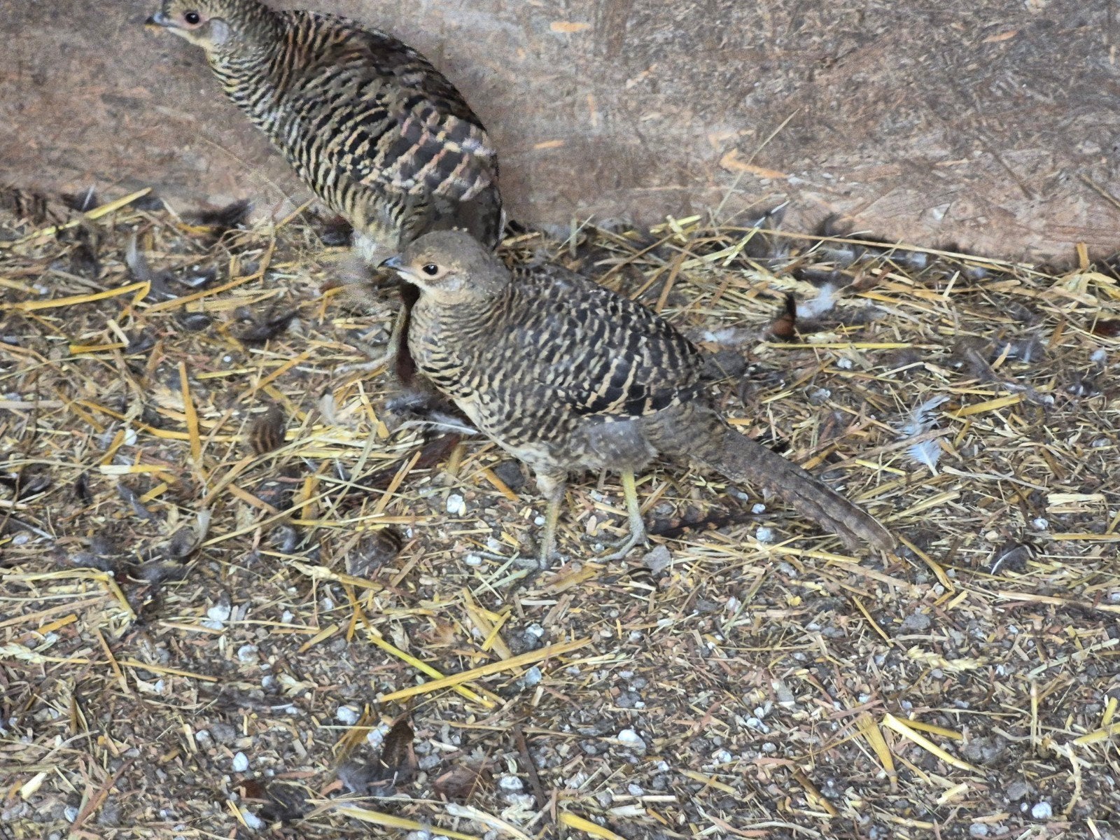goudfazant hen, Dieren en Toebehoren, Pluimvee, Vrouwelijk
