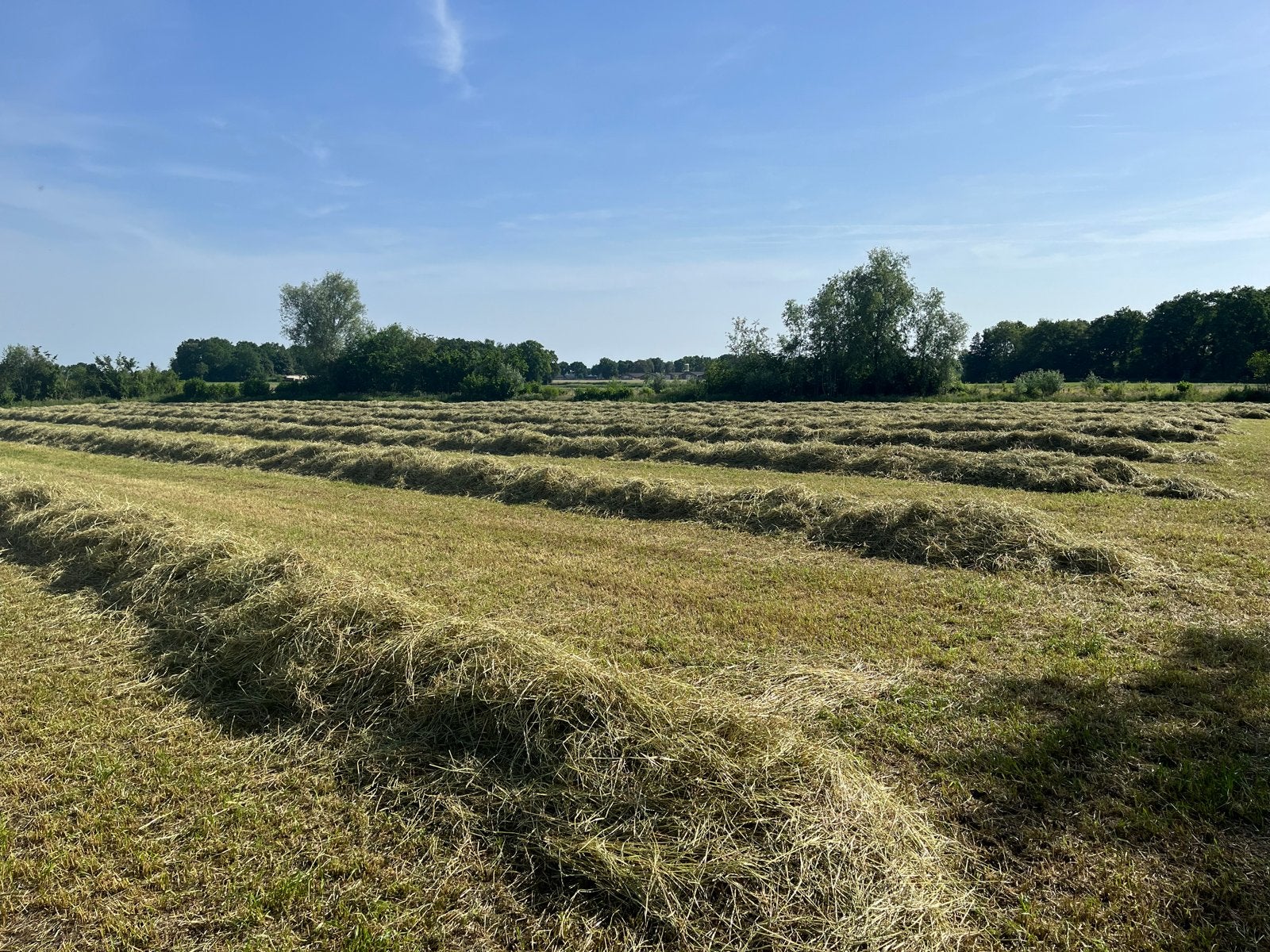 Kleine balen/pakjes hooi seizoen 2026, Ophalen, Vee
