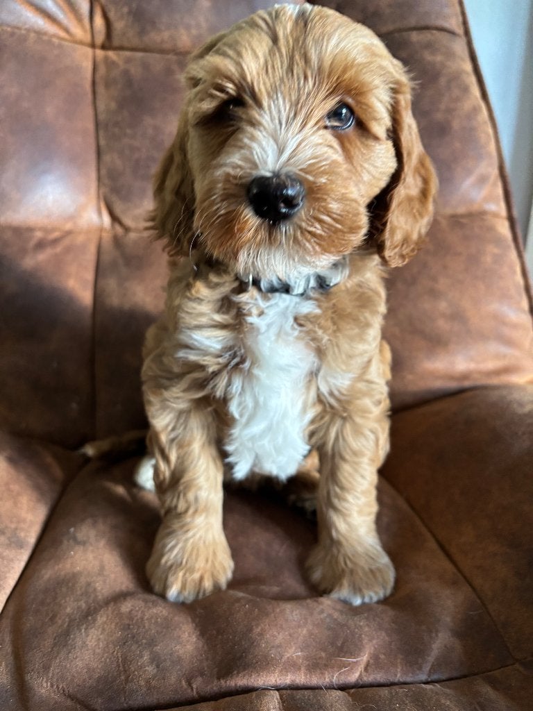 Labradoodle mini  2 reutjes, Dieren en Toebehoren, Parvo, Nederland, 8 tot 15 weken, Meerdere