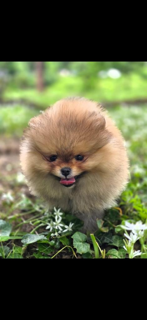 Pomeriaan pup, Dieren en Toebehoren, Particulier, Keeshond, 15 weken tot 1 jaar, Buitenland