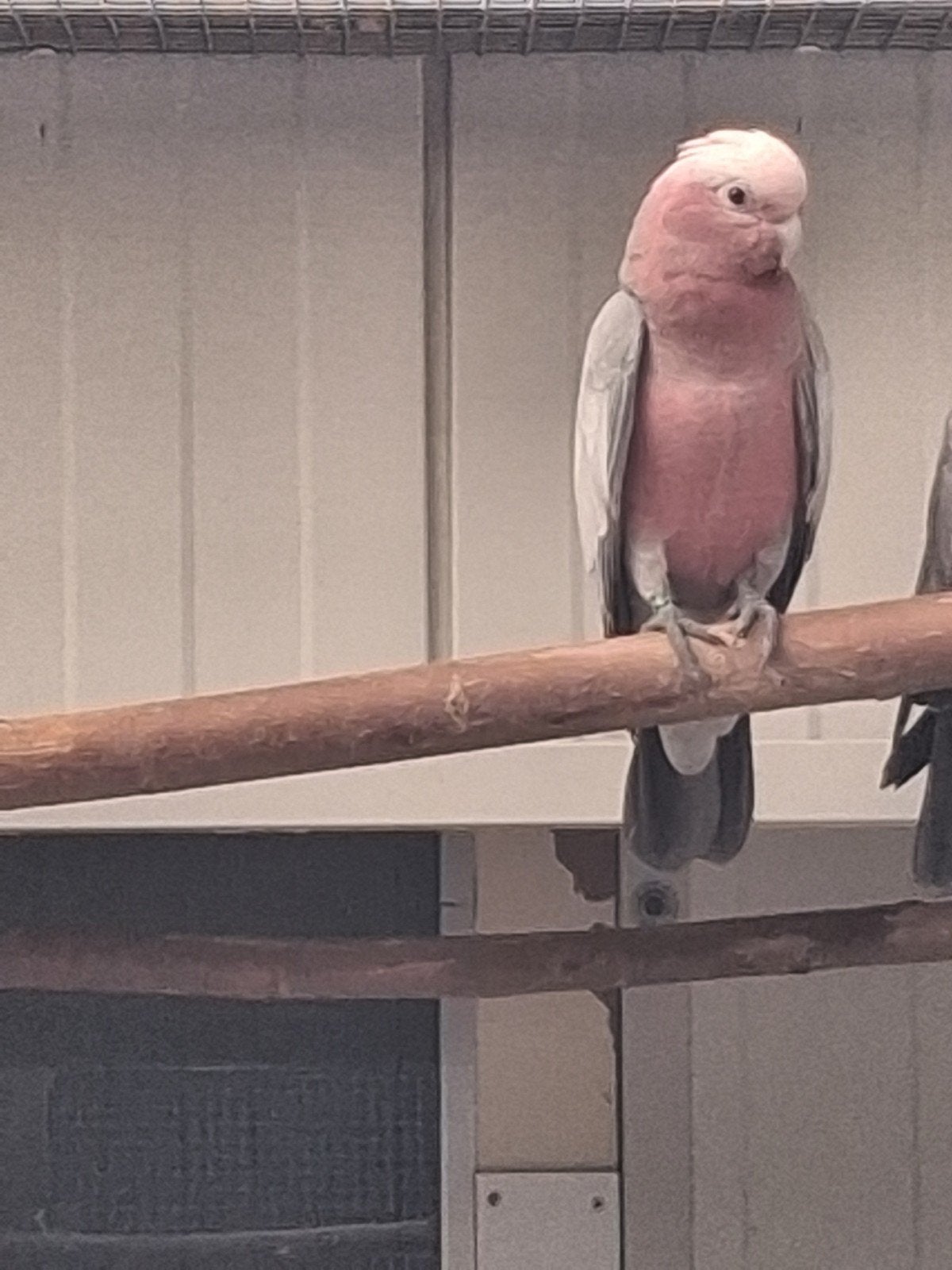 Te koop Roze kaketoe, Mannelijk, Papegaai, Geringd