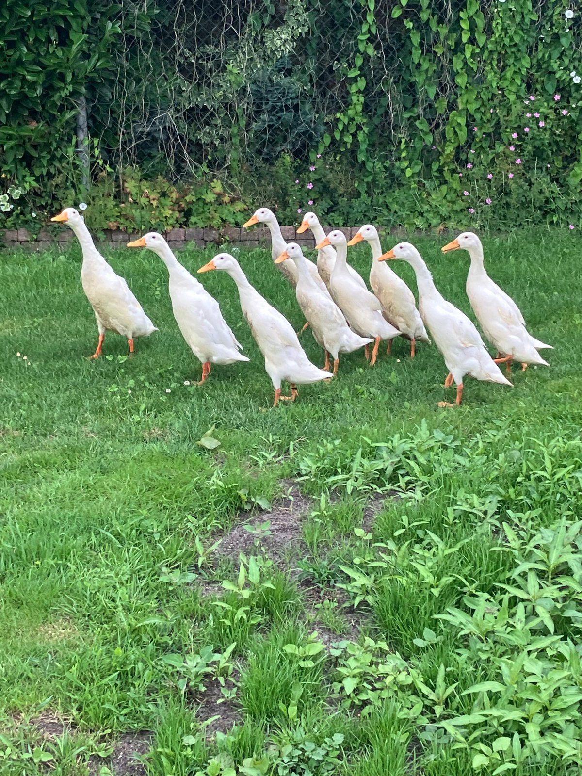 Indische loop eenden te koop, Dieren en Toebehoren, Meerdere dieren, Eend