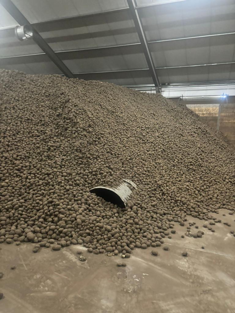 Voer aardappelen te koop, Ophalen of Verzenden