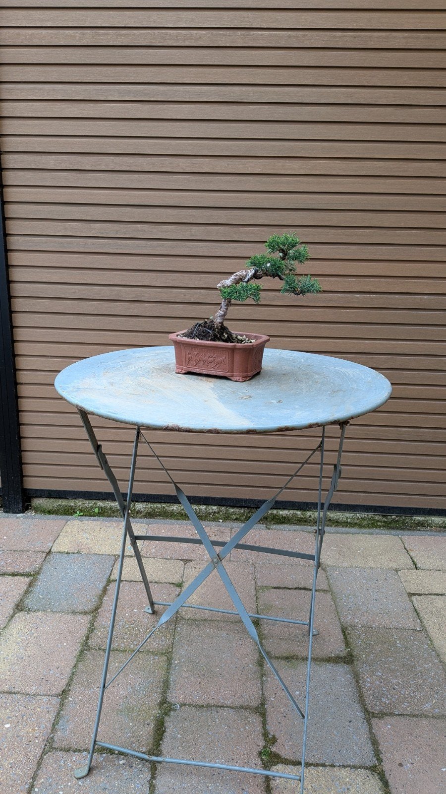 bonsai kishu, Bloeit niet, Overige soorten, Minder dan 100 cm, Ophalen