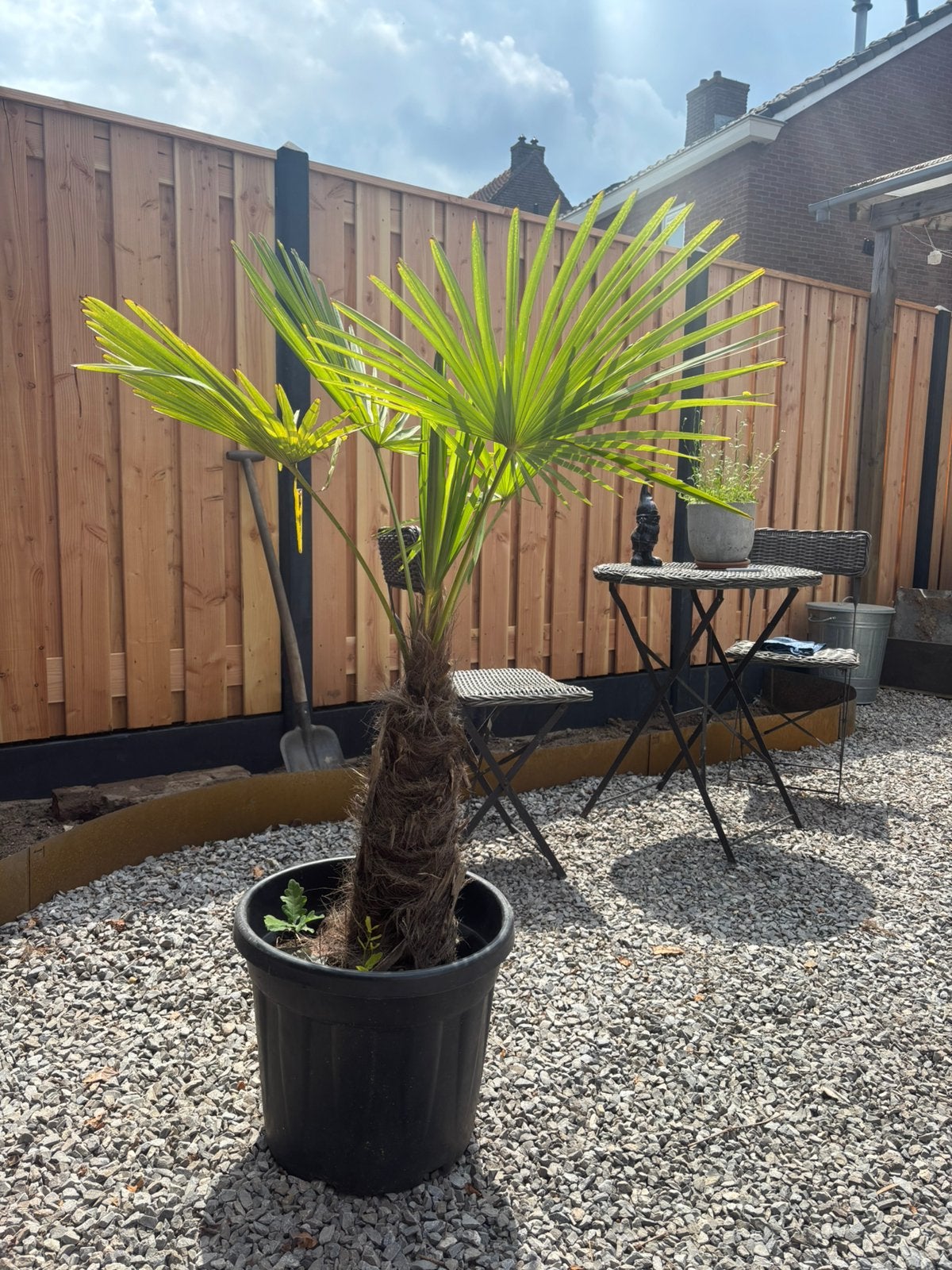 Palm / Ibiza style, 100 tot 250 cm, Zomer, Palmboom, Ophalen