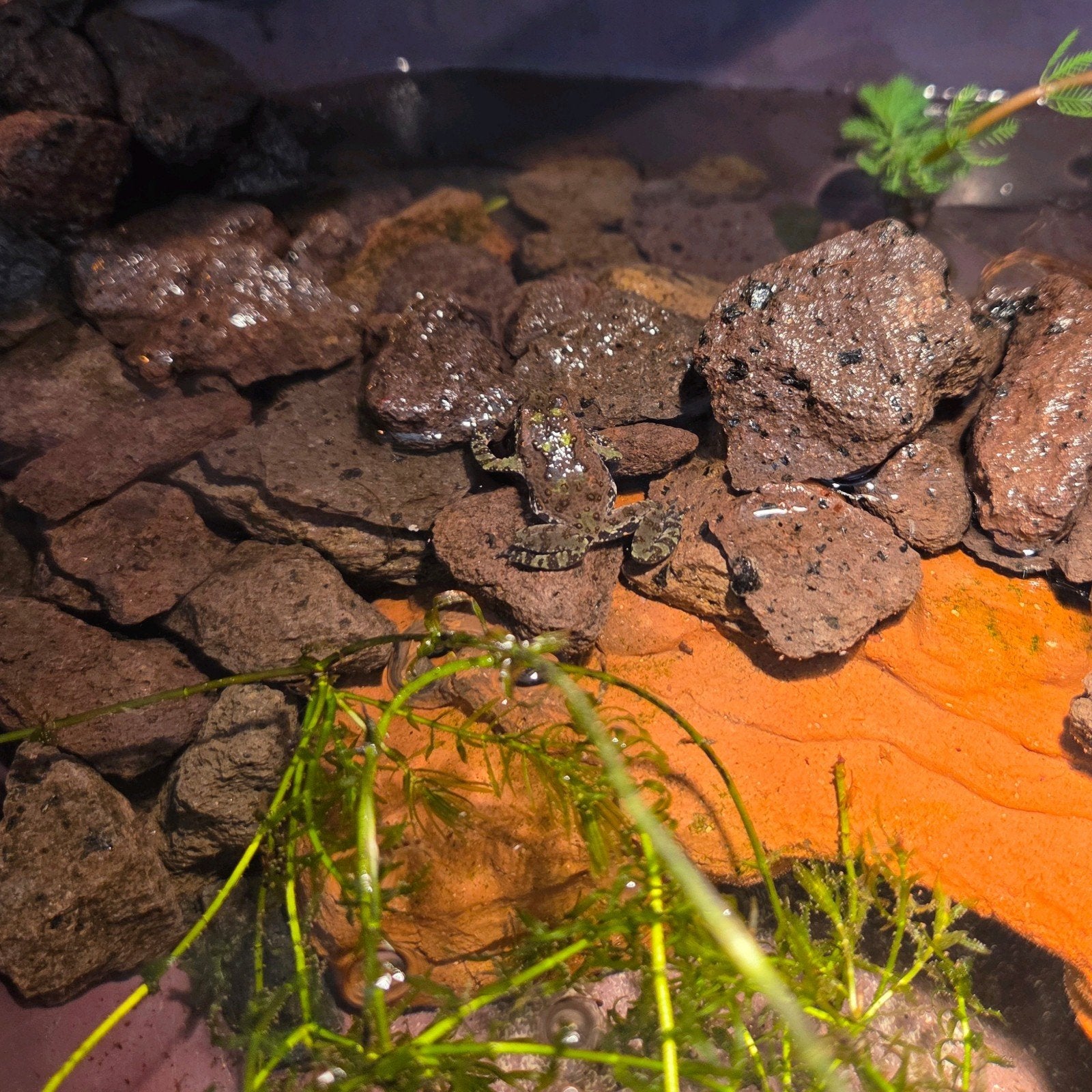 5 jonge vuurbuikpadden (Bombina orientalis), Dieren en Toebehoren, Amfibie, 0 tot 2 jaar