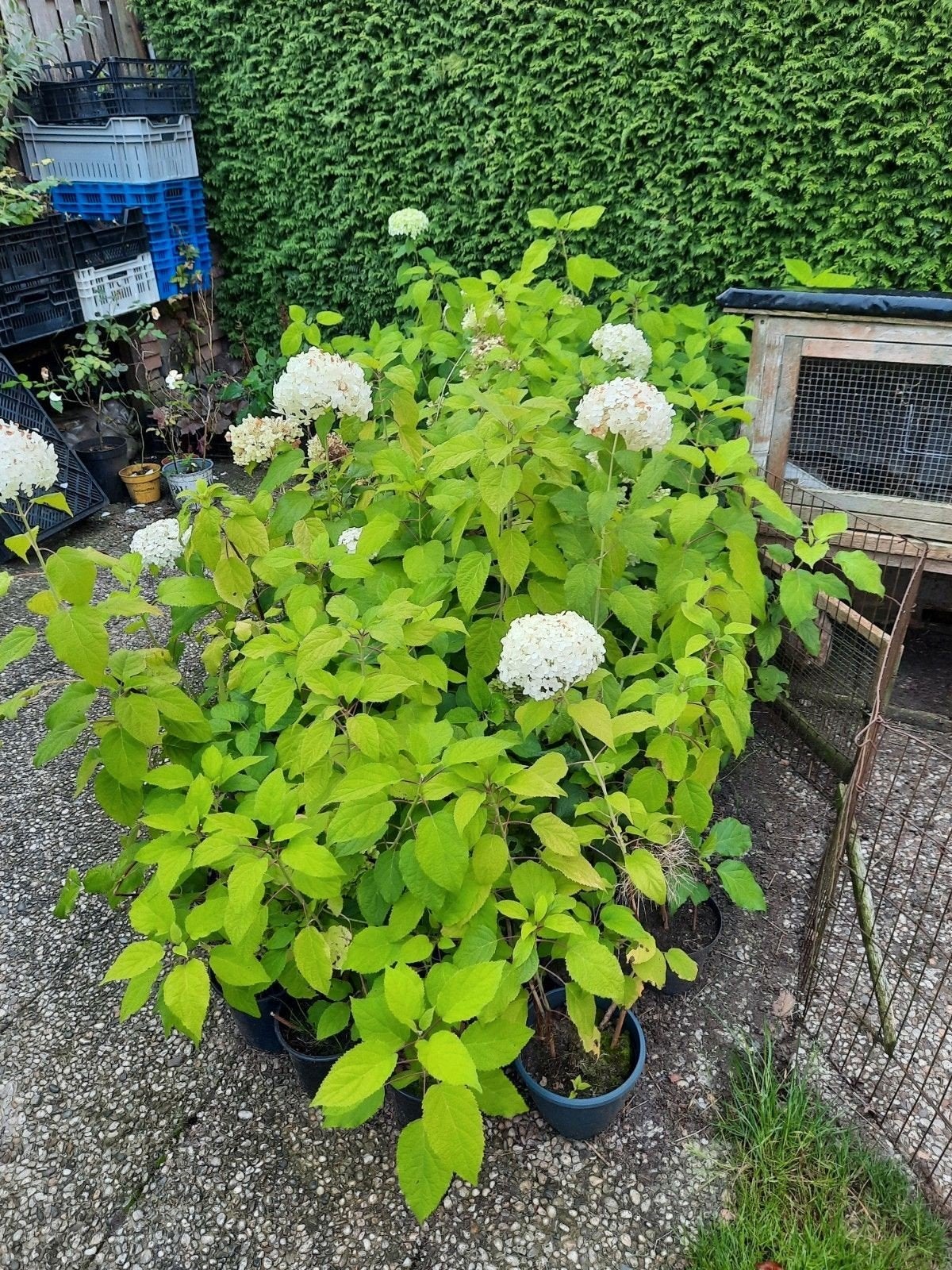 annabelle, Tuin en Terras, Ophalen, Hortensia, Minder dan 100 cm