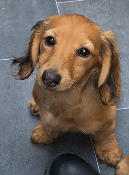 Lieve sociale dwergteckeltjes, Dieren en Toebehoren, Meerdere dieren, Gechipt, 0 tot 2 jaar