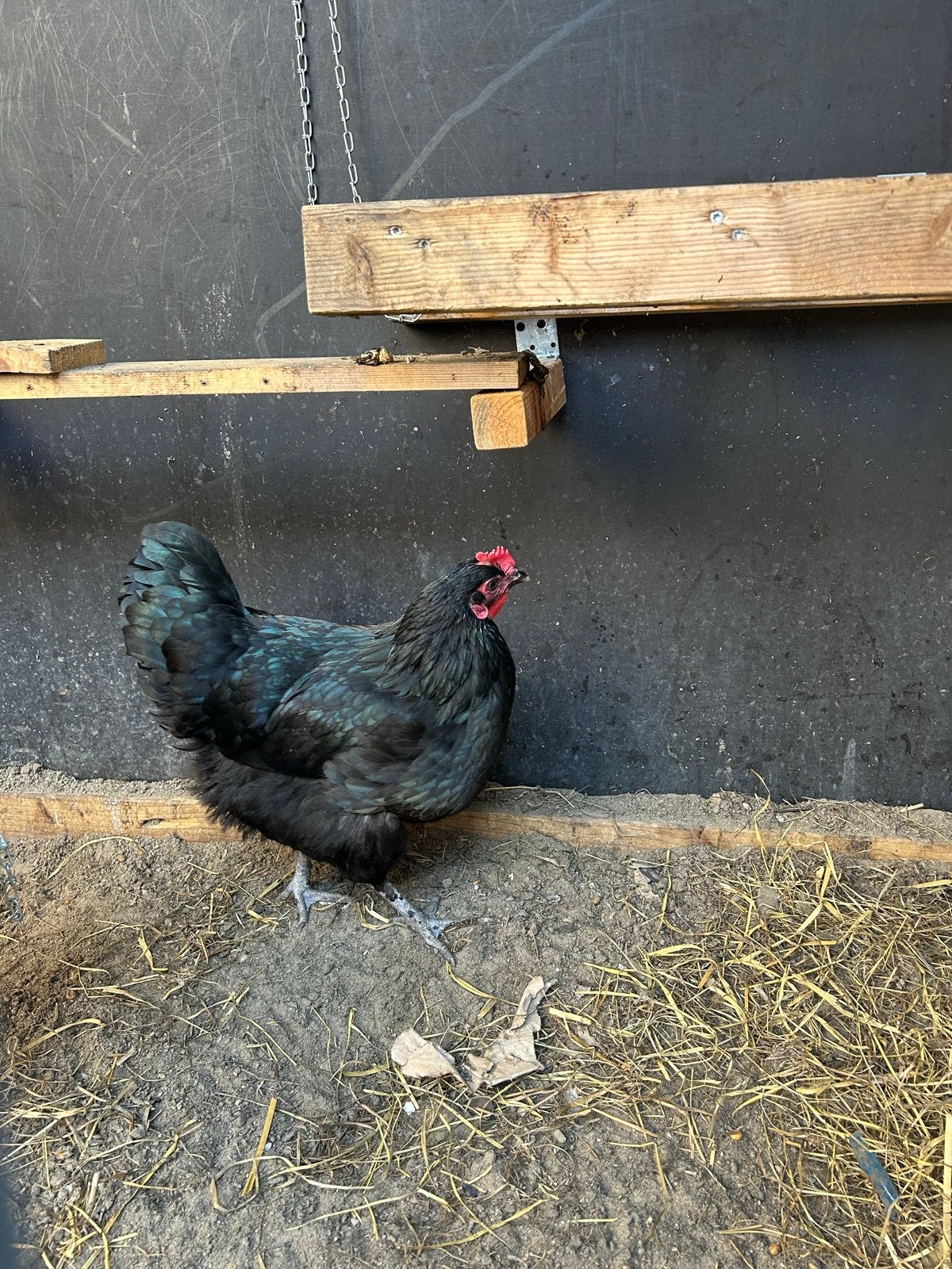 Marans hen en witte leghorn, Dieren en Toebehoren, Vrouwelijk, Kip