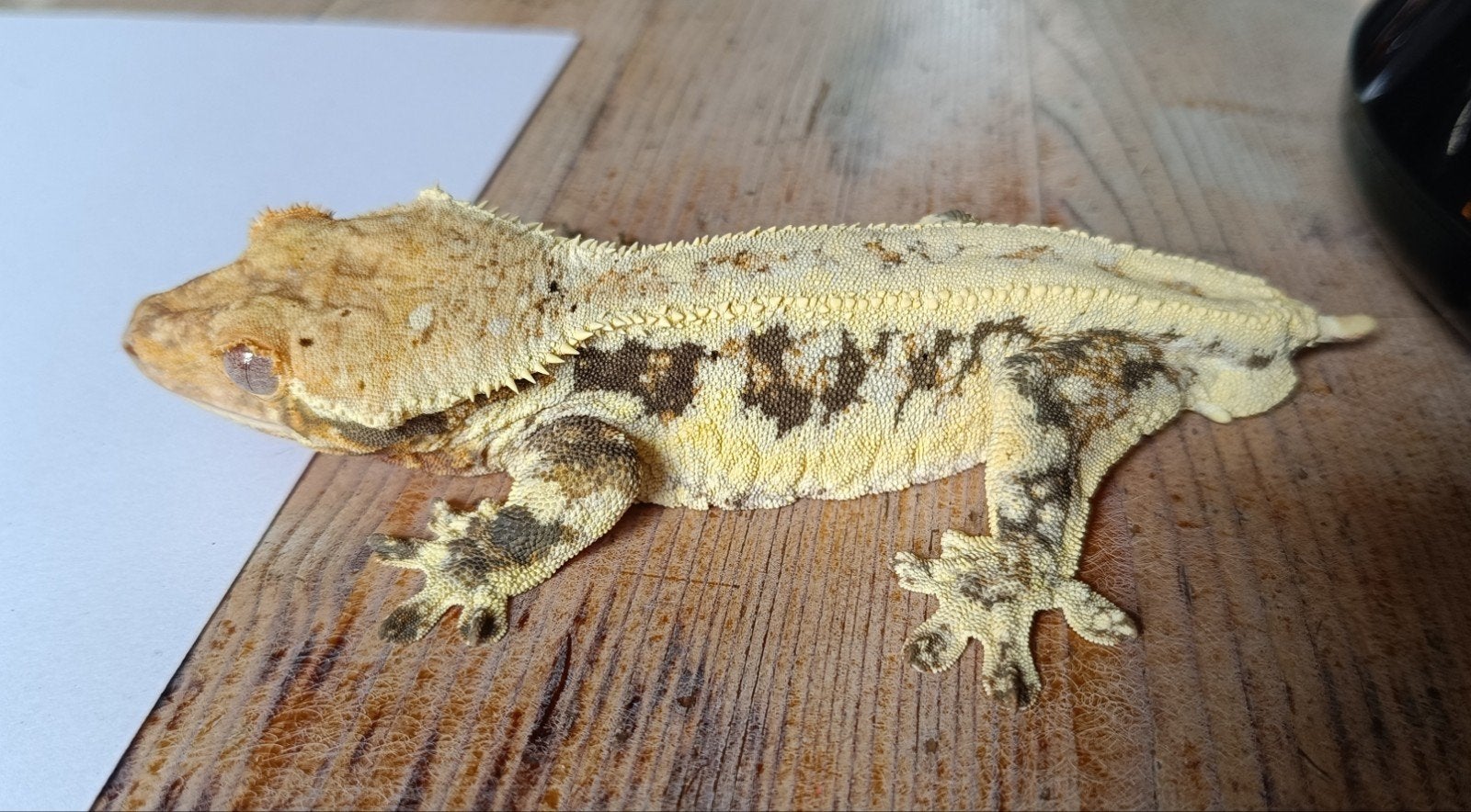 Wimpergekko man Lilly white 2021 Crested Gecko - male for sale from Sabrina