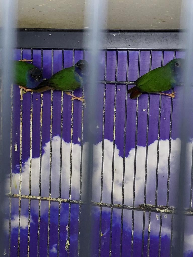 Forbes papagaaiamadine l Pop, Dieren en Toebehoren, Vogels | Overige Vogels, Meerdere dieren, Tropenvogel, Geringd