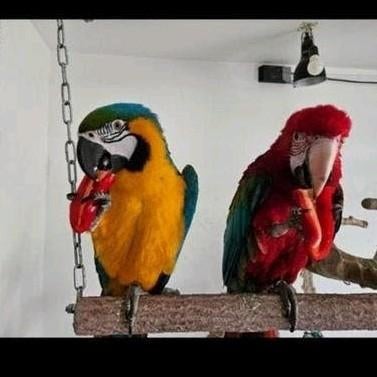 Ara papegaai groenvleugel man en bg pop apart of samen, Dieren en Toebehoren, Vogels | Parkieten en Papegaaien, Mannelijk, Papegaai