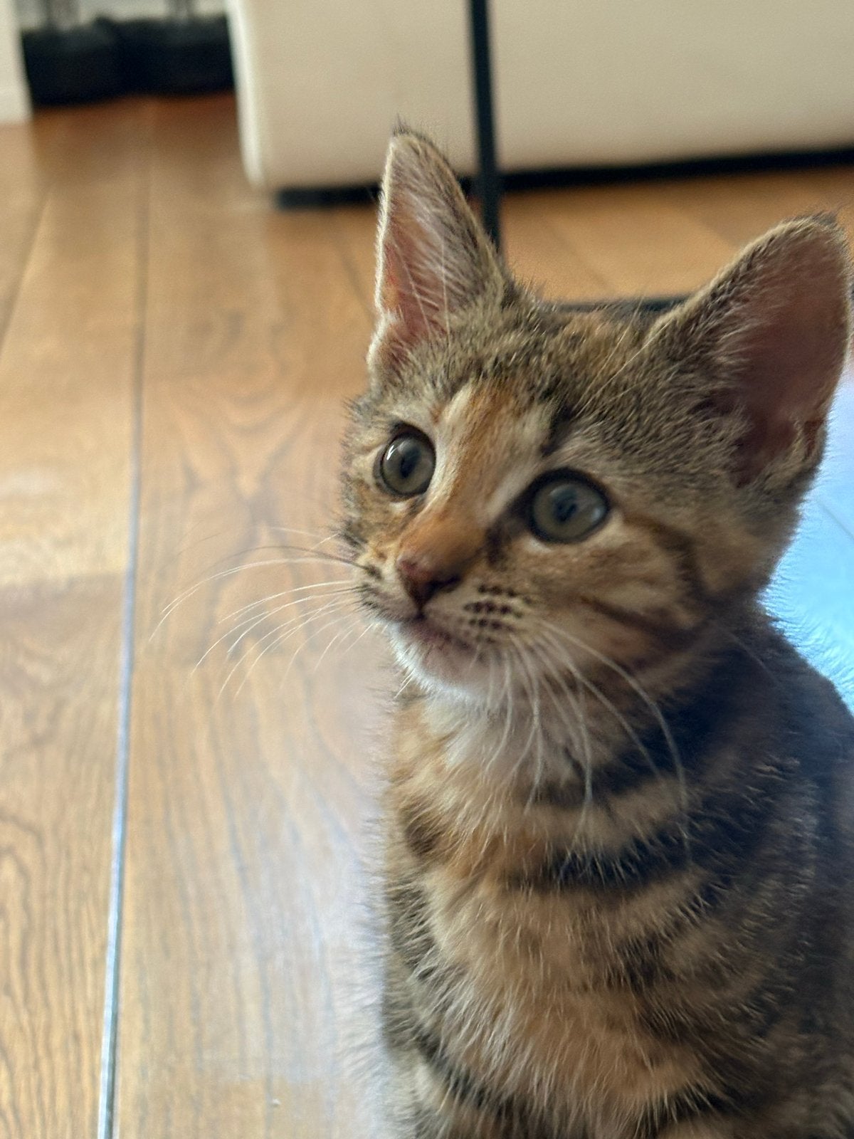2 kittens (poezen) zoeken nieuw huisje, Dieren en Toebehoren, Poes, Kortharig, 0 tot 2 jaar