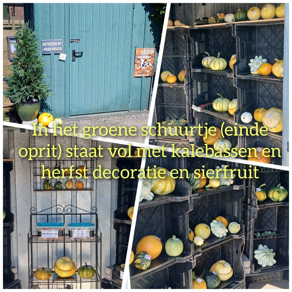 kalebassen, Ophalen, Overige typen, Nieuw, Meerkleurig