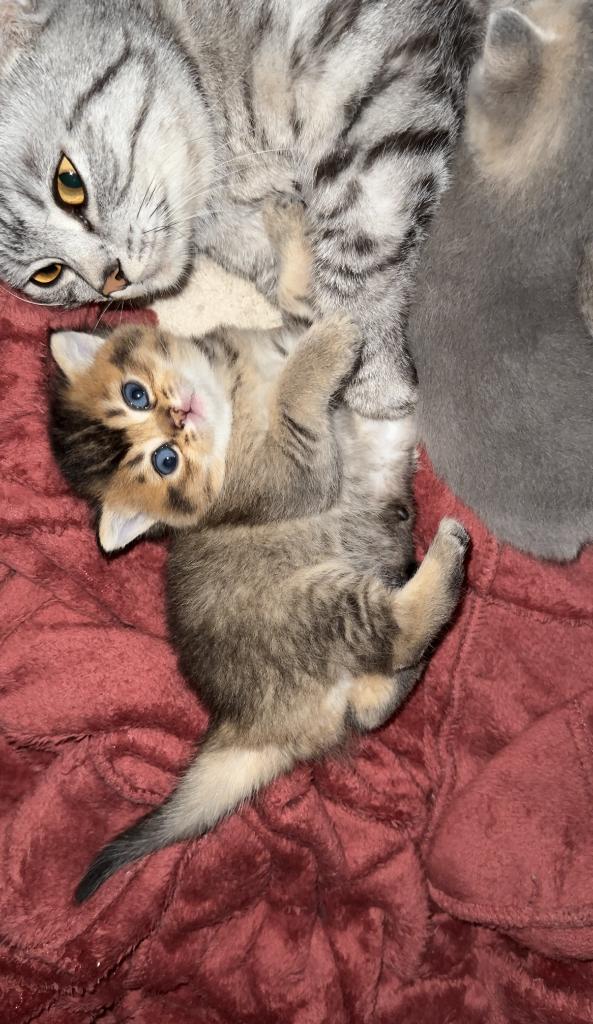 Britse korthaar kittens te koop, Meerdere dieren, Ontwormd