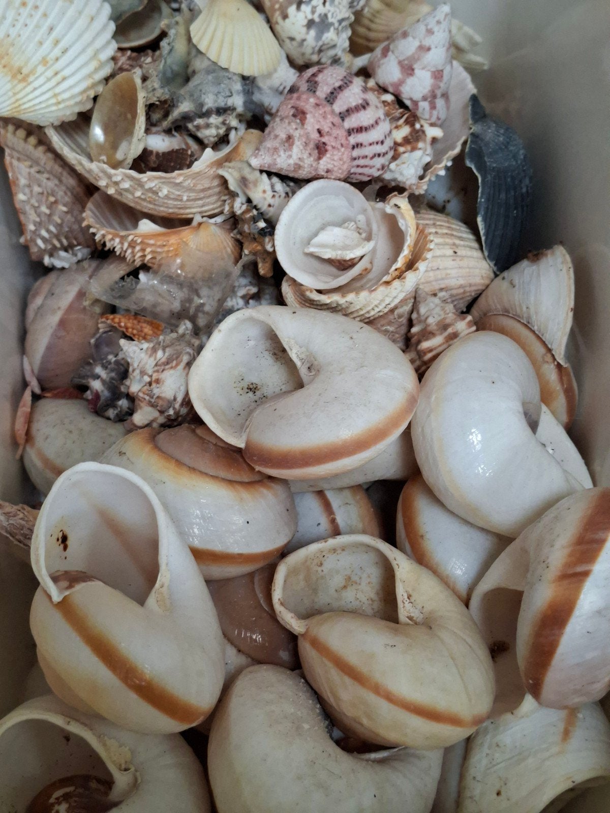 decoratie aquaria, Ophalen, Plant(en), Steen of Hout