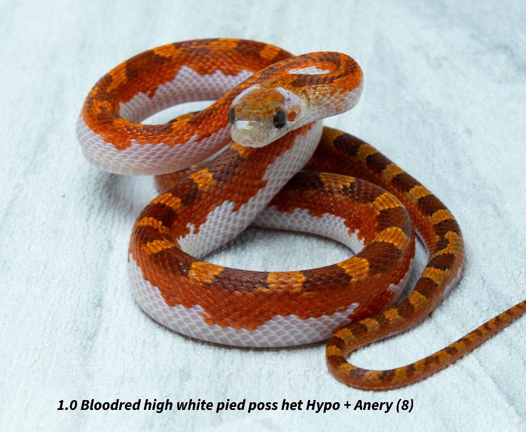 Top kwaliteit NK2026 Piedsided rattenslangen. Rat Snake photo 5