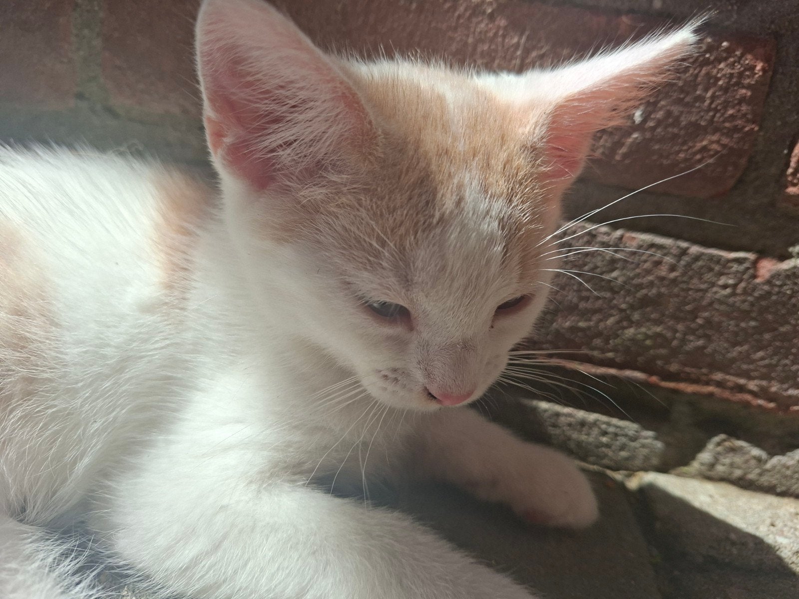 3 kittens zoeken personeel, Kater, Kortharig, 0 tot 2 jaar