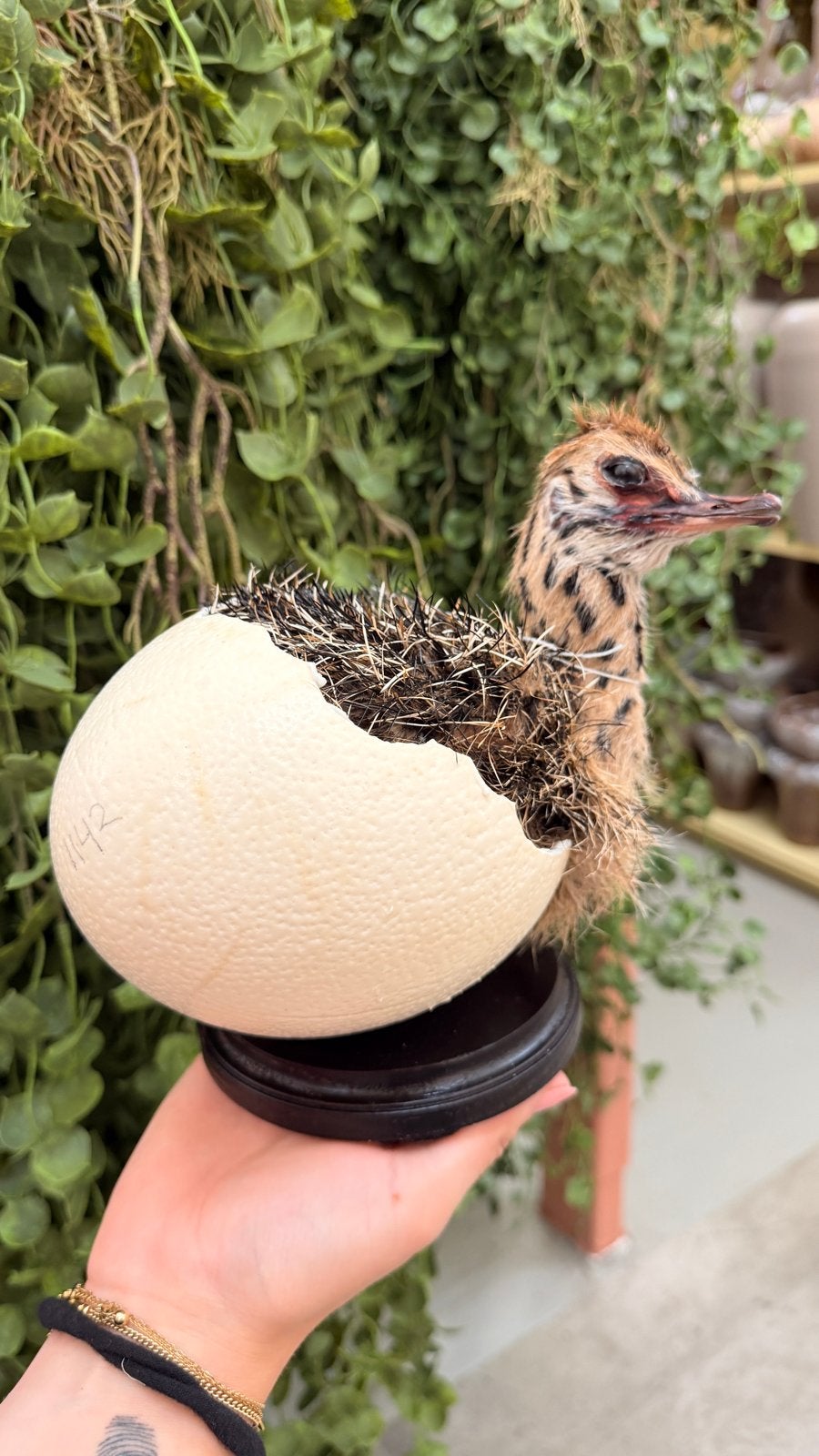 Opgezette struisvogelkuiken in ei - Uniek decoratiestuk, Verzamelen, Ophalen of Verzenden, Nieuw, Vogel, Opgezet dier