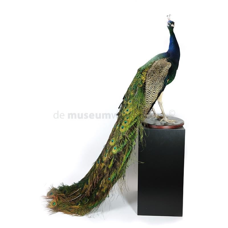 Diverse kleurrijke opgezette pauwen te koop!, Verzamelen, Dierenverzamelingen, Nieuw, Opgezet dier, Vogel, Ophalen of Verzenden